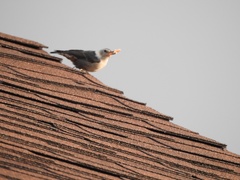 Sitta carolinensis nelsoni