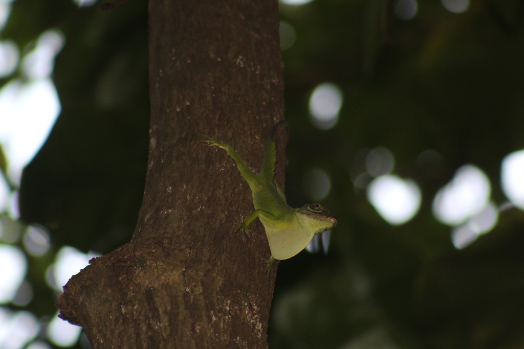 Cuvier's Anole