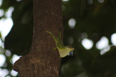 Anolis cuvieri