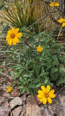 Heliopsis parvifolia