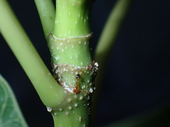 Trichomyrmex destructor