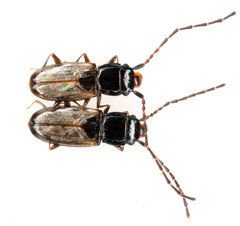 Laemophloeidae