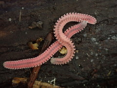 Gosodesmus claremontus