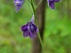 Delphinium exaltatum