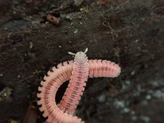 Gosodesmus claremontus