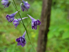 Delphinium exaltatum