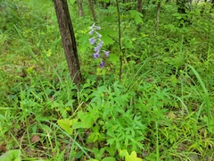 Delphinium exaltatum