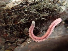 Gosodesmus claremontus