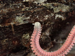 Gosodesmus claremontus