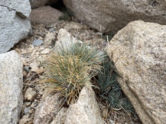 Festuca saximontana