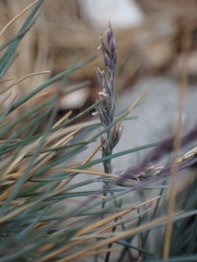 Festuca saximontana