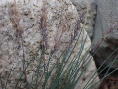 Festuca saximontana