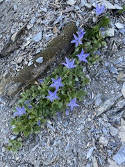 Campanula piperi