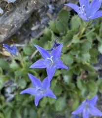 Campanula piperi