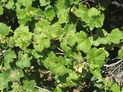 Ribes viscosissimum