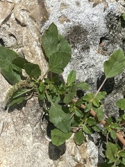 Amaranthus blitum image