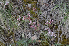 Micranthes eriophora