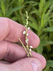Persicaria robustior
