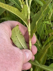 Persicaria robustior