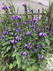 Campanula rapunculoides