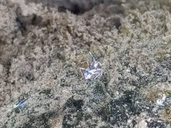 Microvelia americana