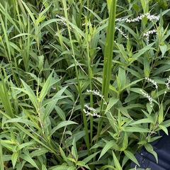 Persicaria robustior