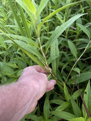 Persicaria robustior