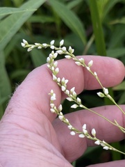 Persicaria robustior