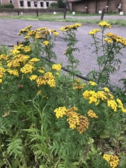 Tanacetum vulgare