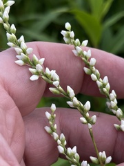 Persicaria robustior