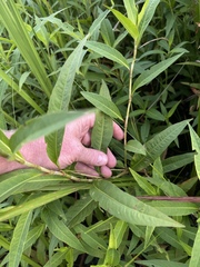 Persicaria robustior