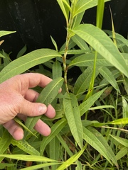 Persicaria robustior