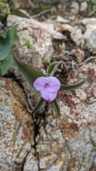 Tradescantia brevifolia