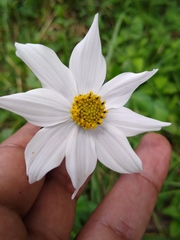 Cosmos diversifolius