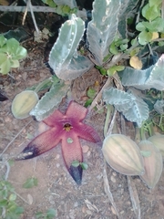 Stapelia grandiflora