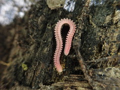 Gosodesmus claremontus