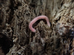 Gosodesmus claremontus