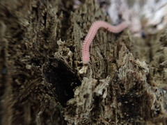 Gosodesmus claremontus