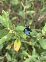 Alcaeorrhynchus