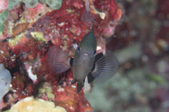 Pomacentrus brachialis