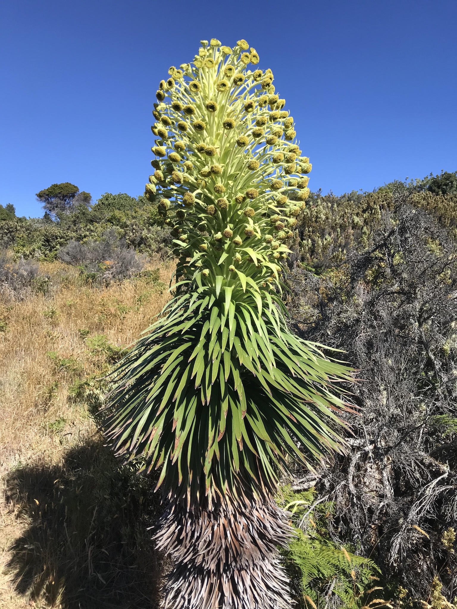 Argyroxiphium grayanum