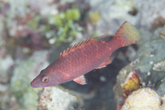 Oxycheilinus orientalis