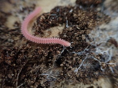 Gosodesmus claremontus