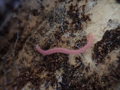 Gosodesmus claremontus