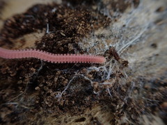 Gosodesmus claremontus