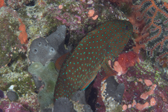 Cephalopholis cyanostigma