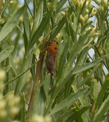 Diceroprocta aurantiaca