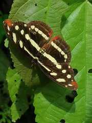 Catonephele mexicana