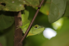 Anolis cuvieri