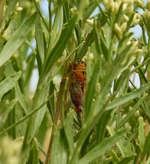 Diceroprocta aurantiaca